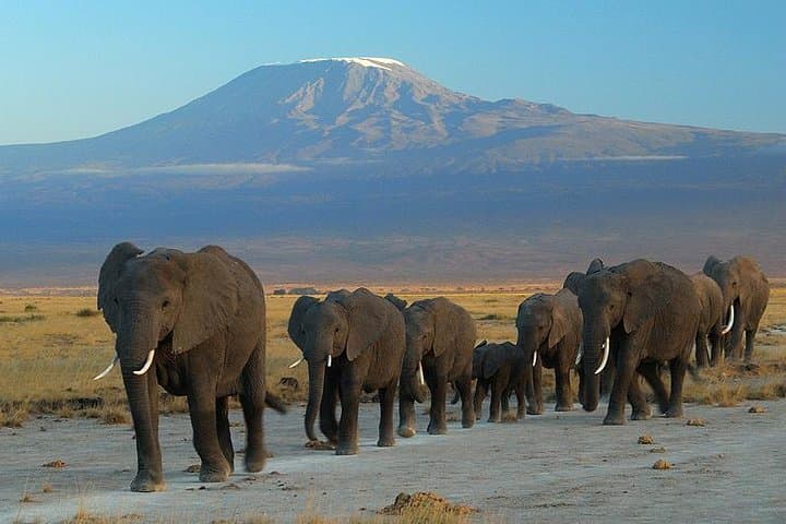 7 days safari to Masai Mara Nakuru ,Naivasha and Amboseli parks