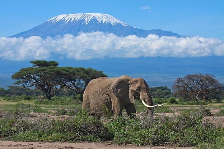 7 Day Maasai Mara, Lake Nakuru, Lake Naivasha and Amboseli Safari