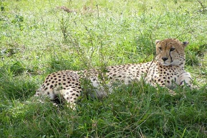 4-Day Masai Mara & Lake Nakuru Budget Camping Safari from Nairobi