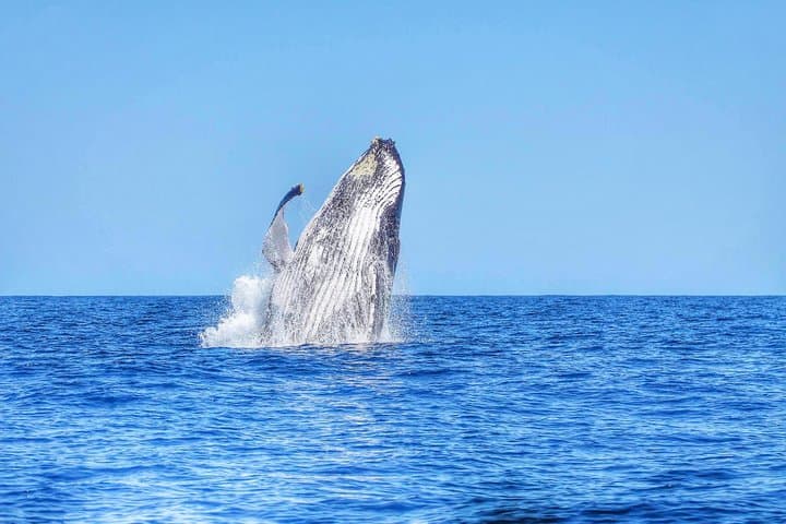 Swimming with Wild Dolphins & Whale Watching With Transportation