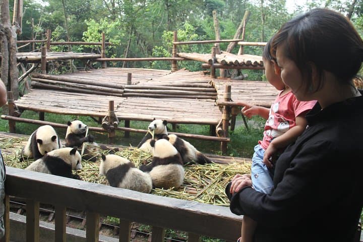Half-Day Chengdu Panda Research Base Private Tour