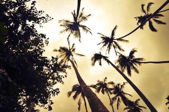 Zanzibar Aromatic Spice Farms Tour