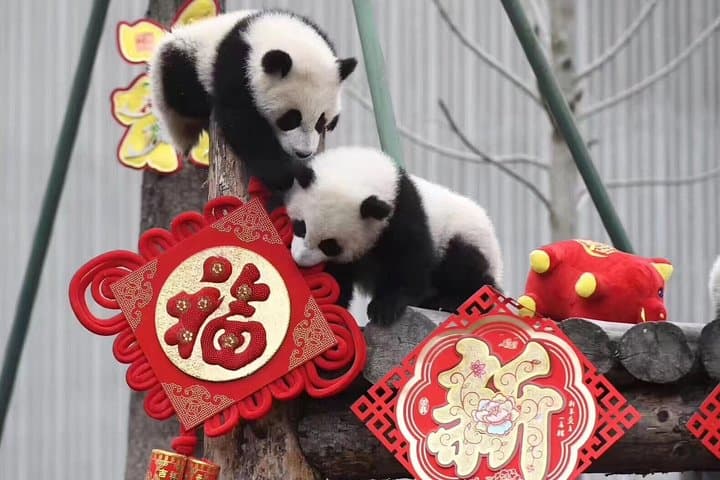 Dujiangyan Panda Base and Mount Qingcheng
