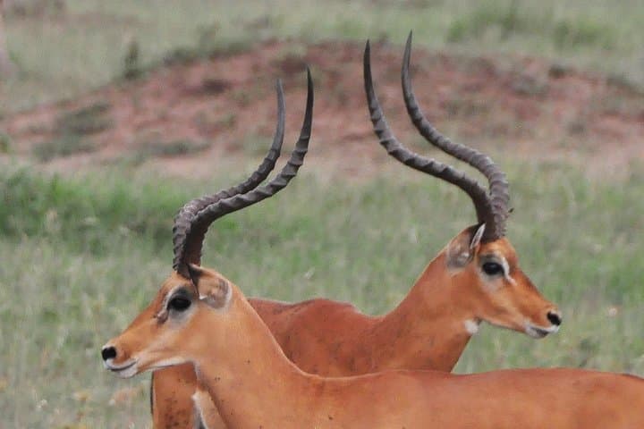 3 Days Tanzania lodge Safari