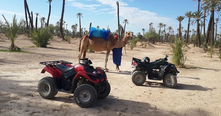 From Marrakech: Palm Grove Quad Bike and Camel Ride Tour
