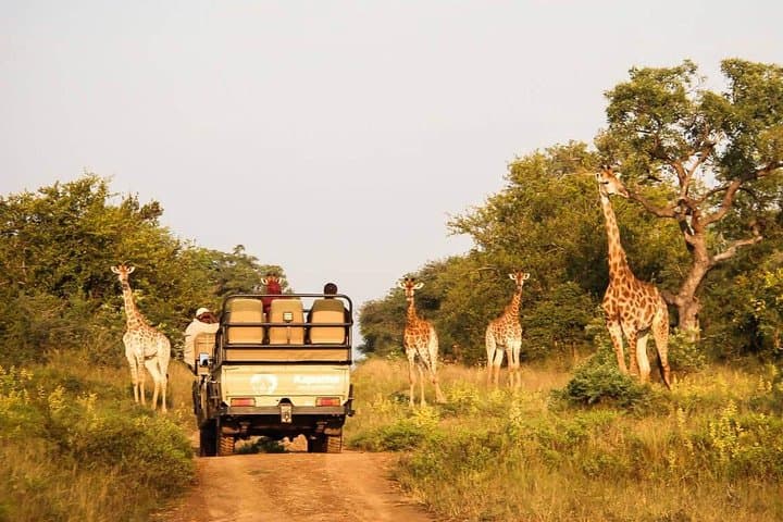 Cape Town South Africa - Best of Aquila Safari Tour 
