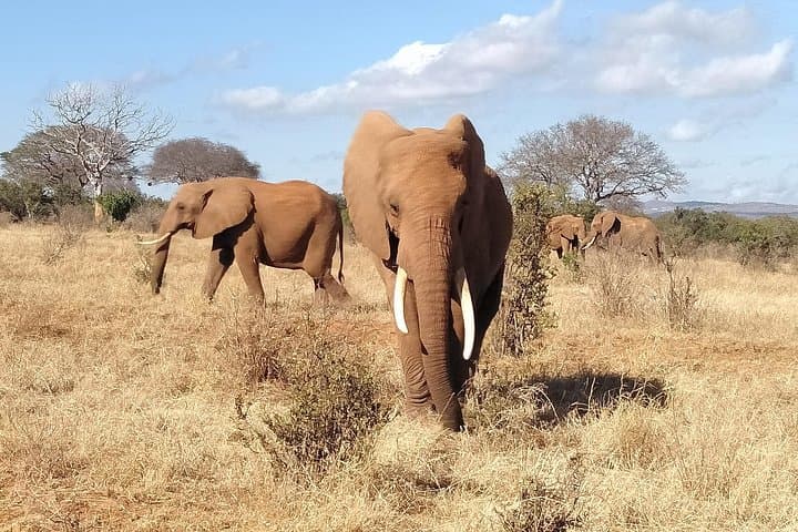 Cream Of Kenya Safari