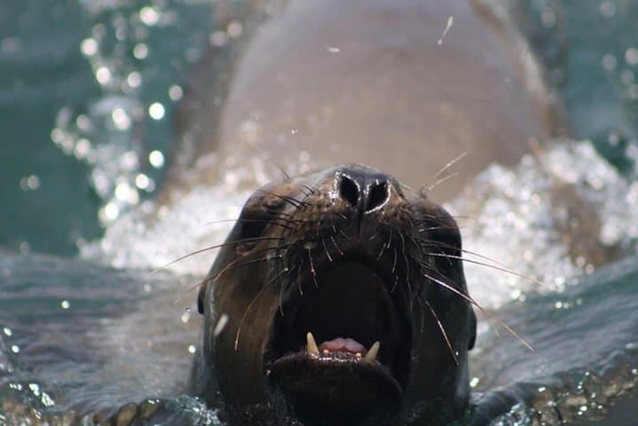 Swimming with Sea Lions in Lima