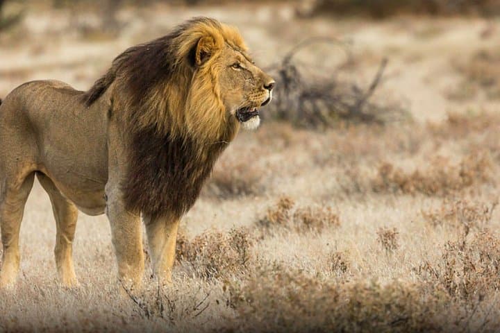 The best Selous 1 day safari from Zanzibar