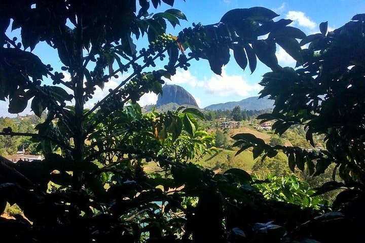  Guatape & Coffee Farm & El Peñol Rock & Quaint Town: Best Combo