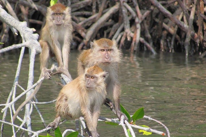 Private Mangrove Tour 2 Hour (max 8 People)
