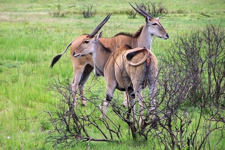Day Trip to Selous National Park from Zanzibar or Dar es salaam