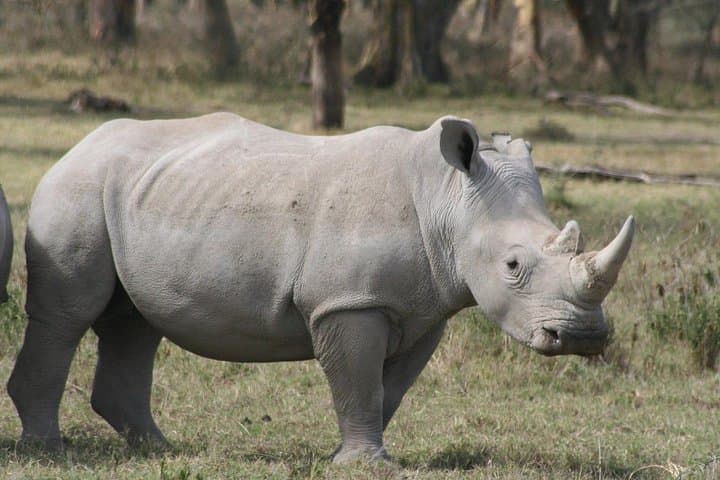 Nairobi National Park Half Day Tour From Nairobi