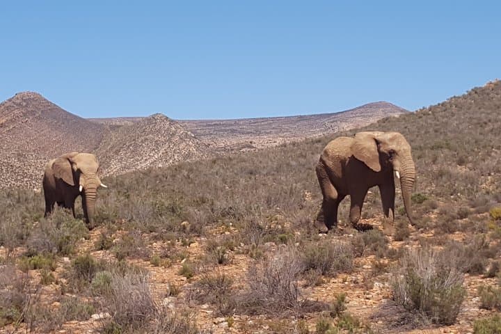 Full-Day Safari Aquila Game Reserve from Cape Town