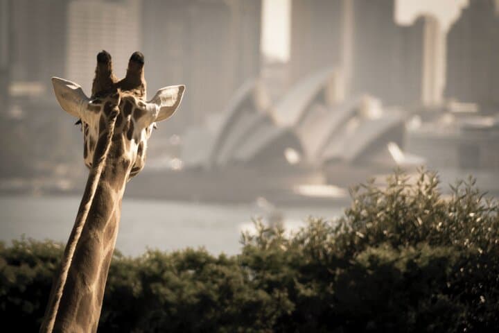 Taronga Zoo entry & Sydney Harbour 2-Day Hop On Hop Off Cruise