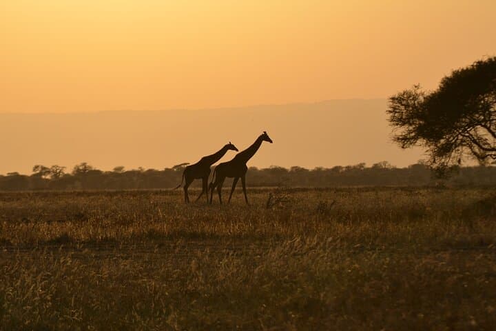 4 Days Tanzania Lodge Safari With Two Nights at Serengeti