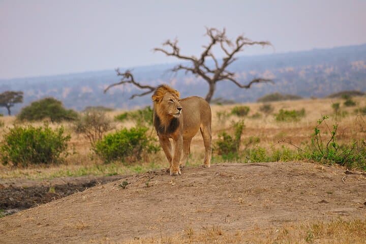 5 Days Tanzania Family Safari 