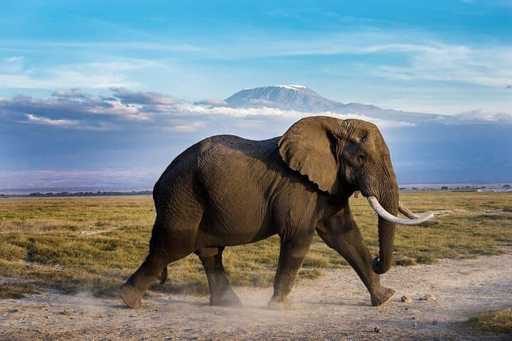 Day Safari; Amboseli National Park from Nairobi.