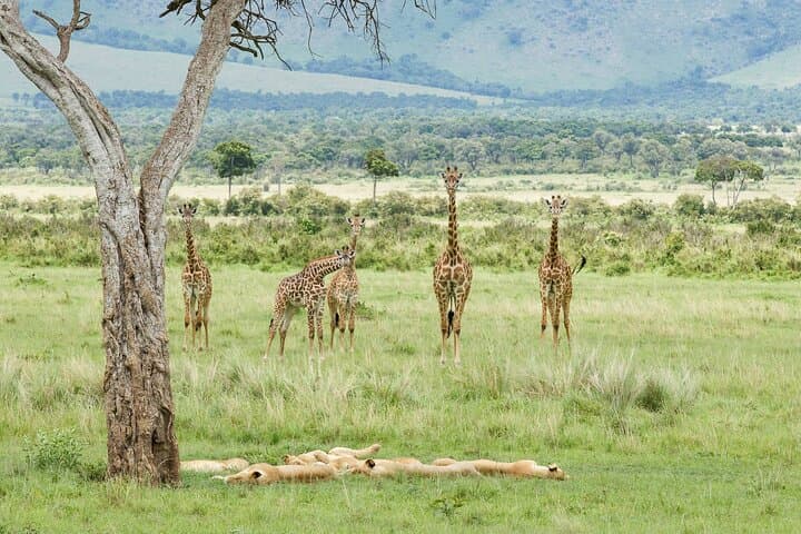 3-Day Masai Mara Budget Camping Safari