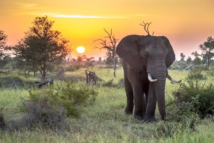 3 Day Kruger National Park Safari & Panorama Route 