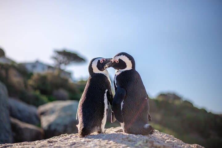 Cape Town Private Tour: Penguins, Cape Point & Chapman's Peak