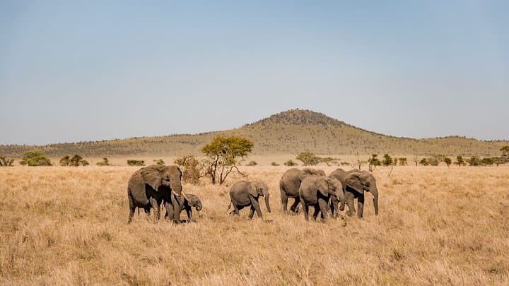Tanzania family safari | 8 Days Family Safari in Tanzania
