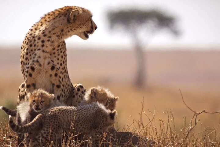 Classic Best of Kenya 