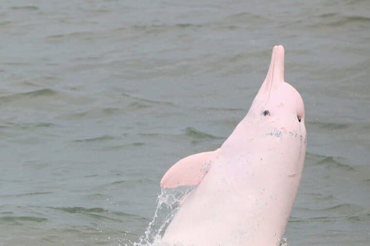 Hong Kong Dolphin Watch Tour