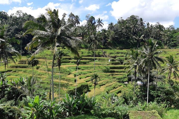 Best Bali Ubud Full Day All-Inclusive Private Tour