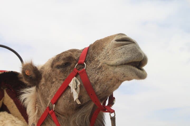 Stargazing and camel ride in the agafay desert