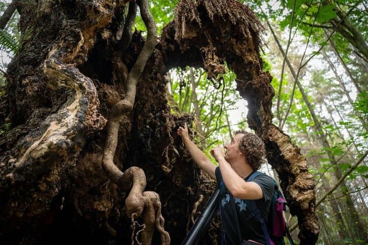 Ancient Trees of Vancouver Walking Tour