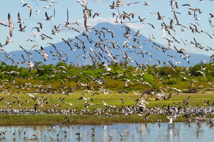 Birdwatching Tours in El Salvador with Expert Biologist Guide