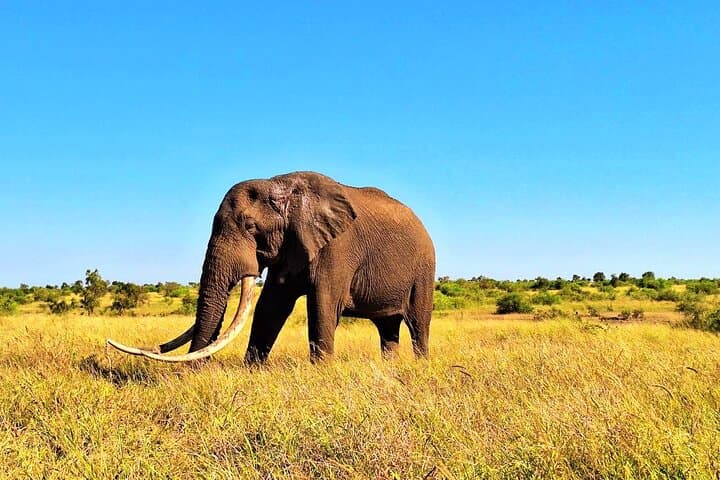 Kruger Park Full Day Guided Safari
