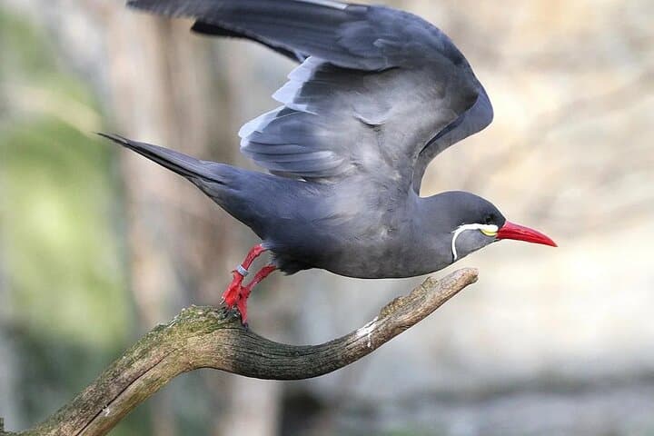 Birdwatching & Landscaping Tour in Lima