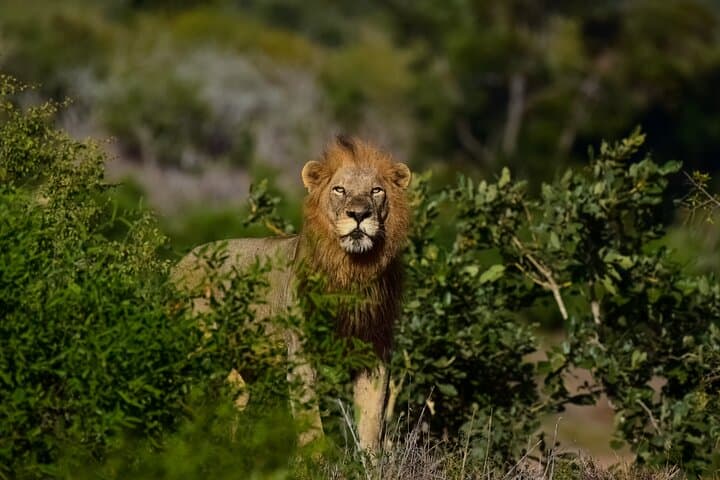 Kruger National Park. 3 Days Best Ever Safari from Cape Town