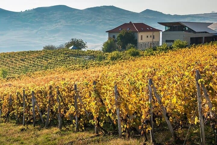 From Bucharest: Exclusive Wine Tasting Tour in Dealu Mare