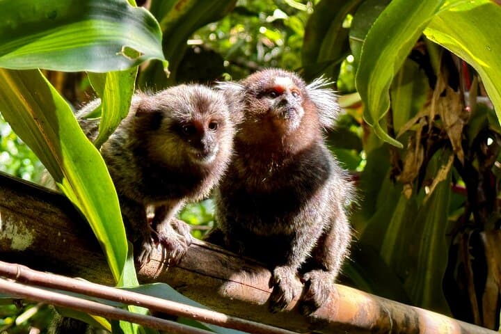 Rainforest Hike in Rio: Tijuca Waterfalls, Wildlife & Caves