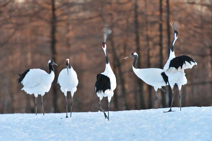 Red-Crowned Crane and Wildlife Guided Tour at Kushiro Marshland