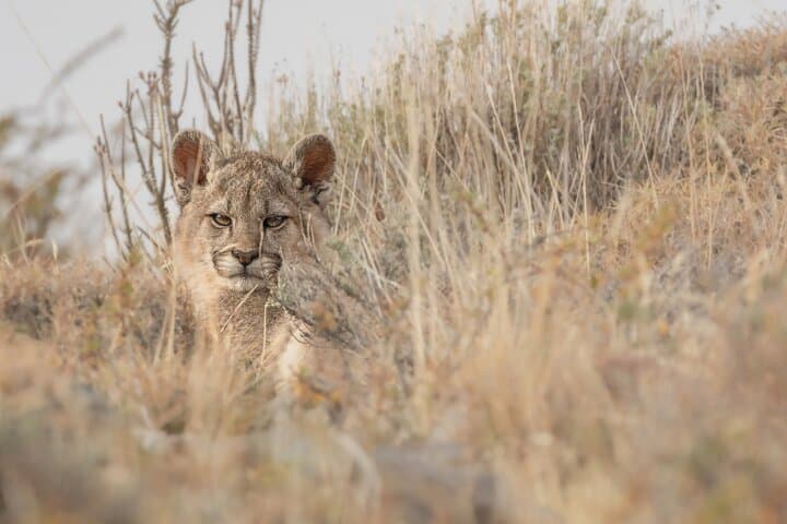 Private Pumas and Wildlife Watching Experience