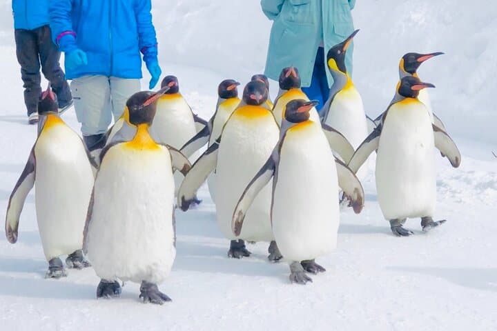 【Private Car】Asahiyama Zoo, Blue Pond, Shirahige Falls, Ningle Terrace (from Sapporo)