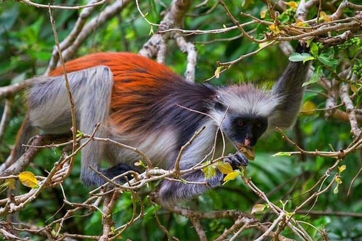 Zanzibar Half Day Trip on Jozani Forest