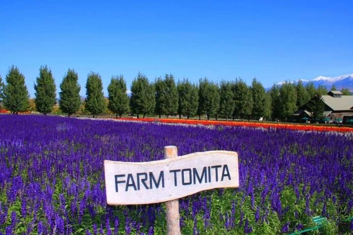 Hokkaido Farm Tomita Shikisai Hill Waterfall& Blue Pond Day Tour 