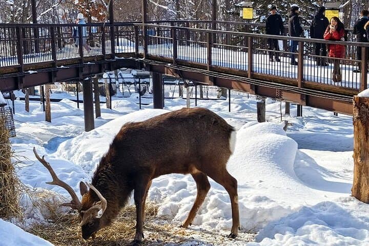  Asahiyama Zoo, Christmas Tree, Fairy Terrace Day Tour | Hokkaido