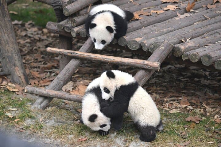 Private Chengdu Panda Tour with Hotel Pickup