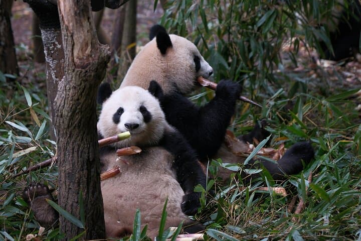 Private Chengdu Panda Tour with Hotel Pickup