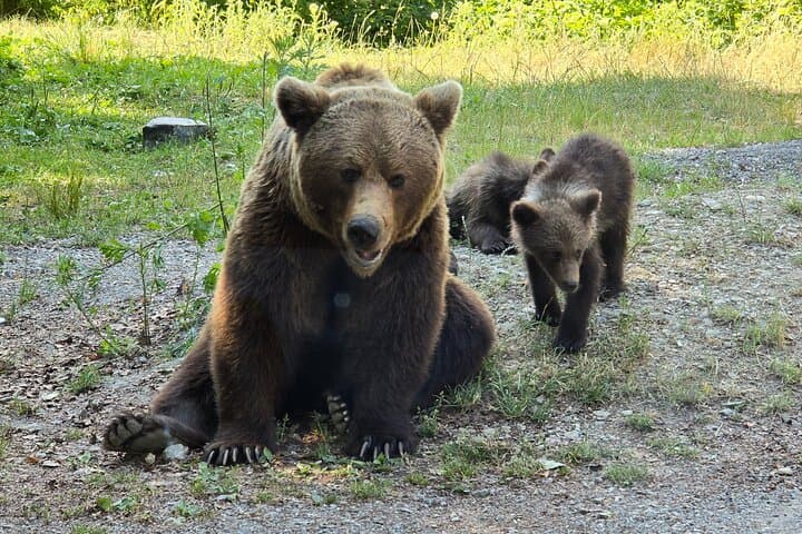 Bears Sanctuary and Dracula's Castle - Small group max 7 passan 