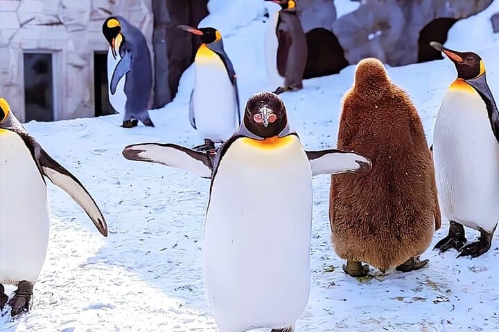 Hokkaido Asahiyama Zoo Blue Pond Ningle Terrace Day trip