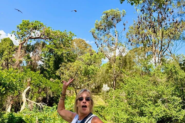 Flying Fox Experience, Thousands of Australia's Largest Bat
