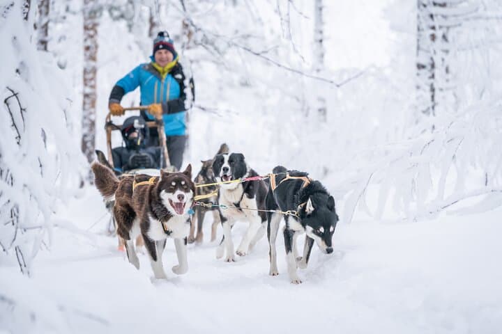 Small scale and Intimate Wilderness Dog Sledding 2h from Tromsø