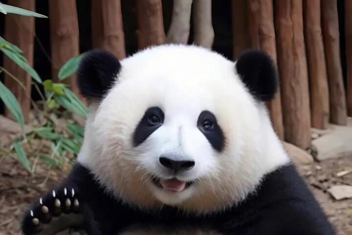 Private 1-Day: Panda and Chengdu Local Life (Make Vlog for you)